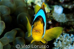 Fishs - Amphiprion bicinctus by Vito Lorusso 